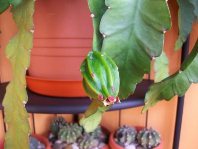 [Foto de planta, jardin, jardineria]