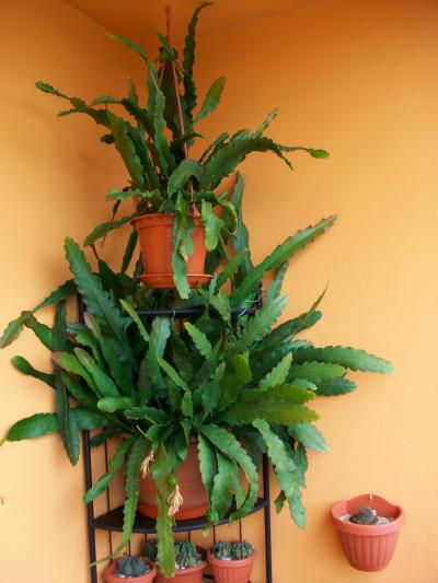 [Foto de planta, jardin, jardineria]