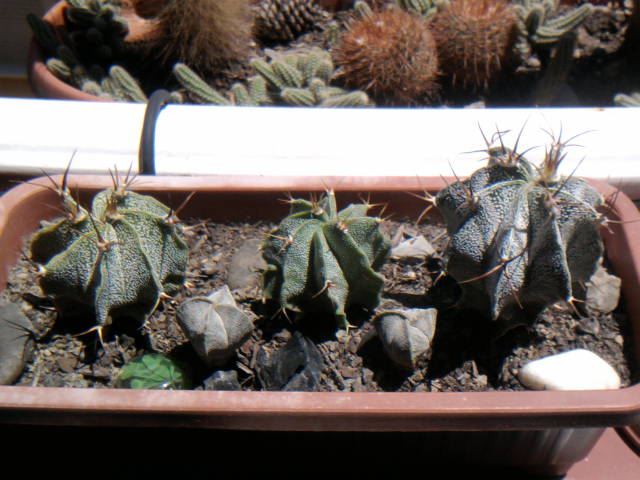 [Foto de planta, jardin, jardineria]