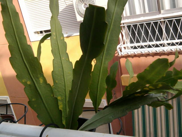 [Foto de planta, jardin, jardineria]