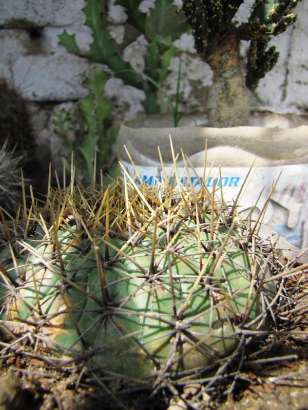 [Foto de planta, jardin, jardineria]