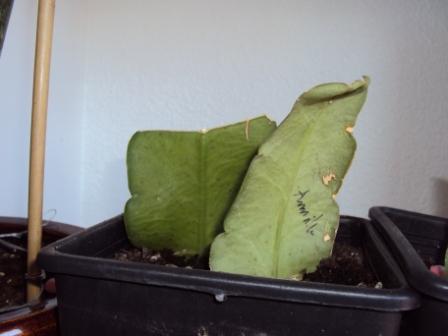 [Foto de planta, jardin, jardineria]