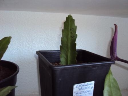 [Foto de planta, jardin, jardineria]