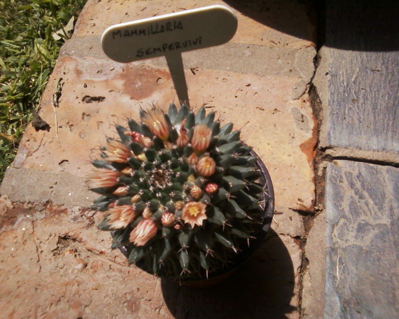 [Foto de planta, jardin, jardineria]