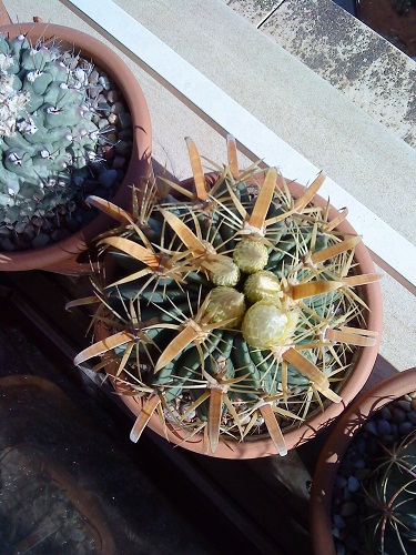 [Foto de planta, jardin, jardineria]