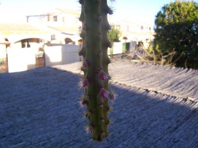 [Foto de planta, jardin, jardineria]
