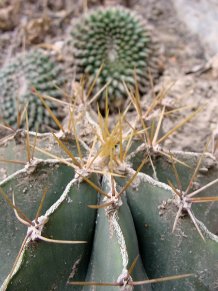 [Foto de planta, jardin, jardineria]