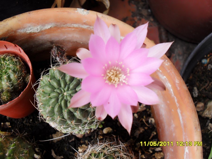 [Foto de planta, jardin, jardineria]