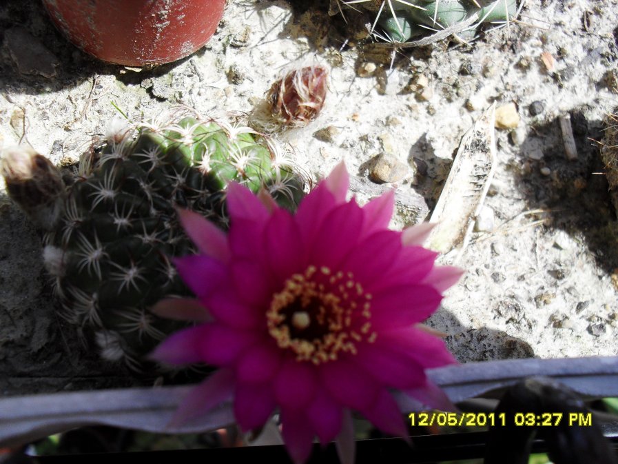 [Foto de planta, jardin, jardineria]
