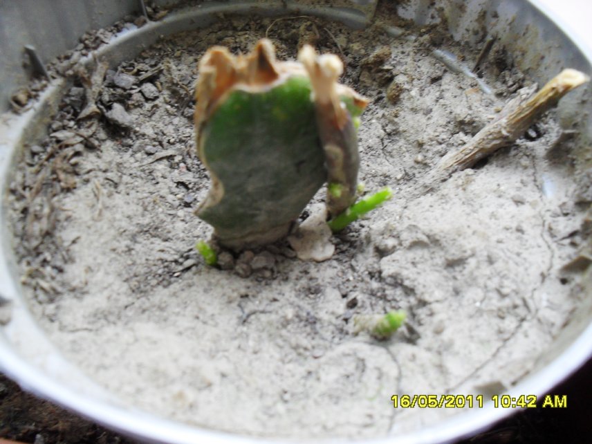 [Foto de planta, jardin, jardineria]
