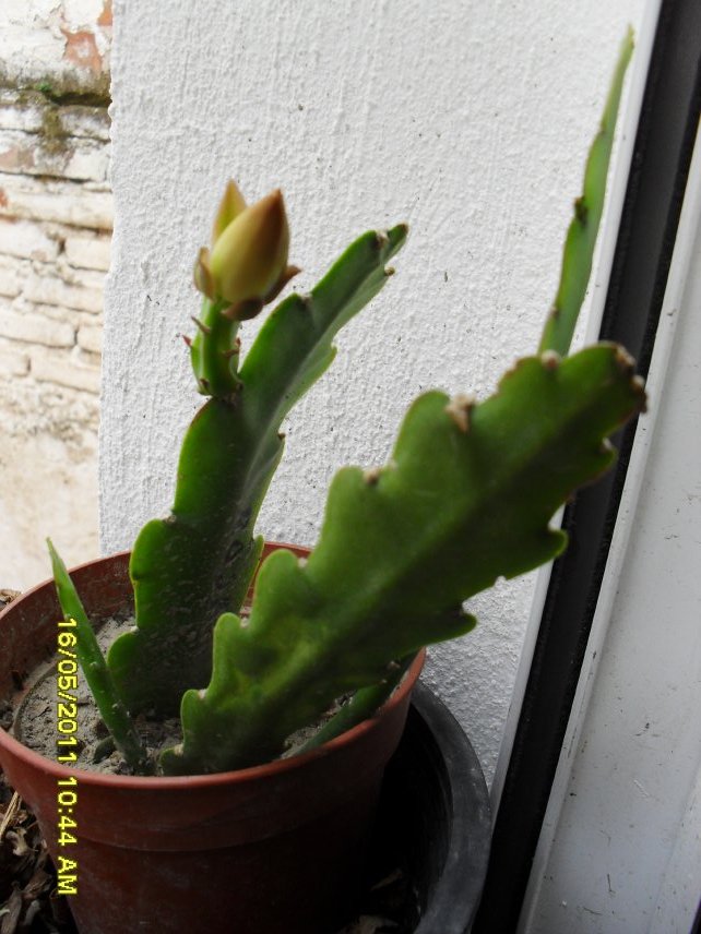 [Foto de planta, jardin, jardineria]