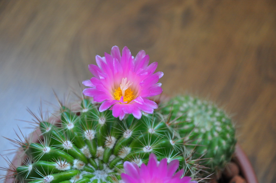 [Foto de planta, jardin, jardineria]