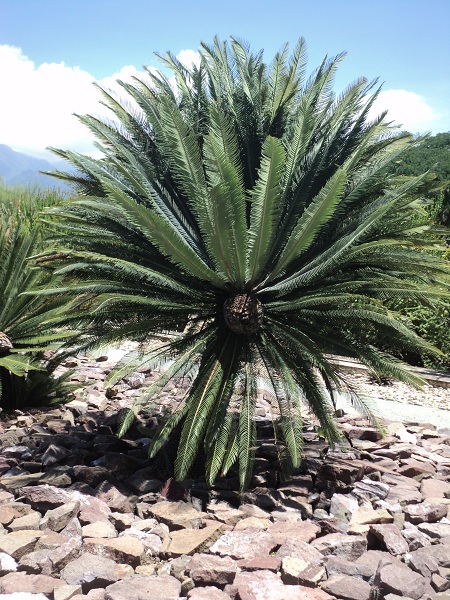 [Foto de planta, jardin, jardineria]