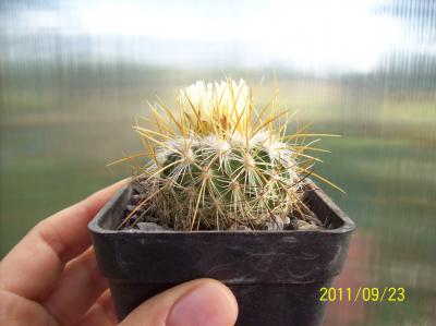 [Foto de planta, jardin, jardineria]