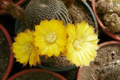 [Foto de planta, jardin, jardineria]