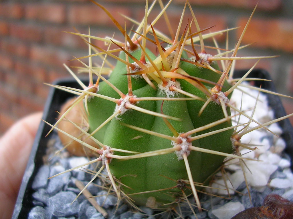 [Foto de planta, jardin, jardineria]