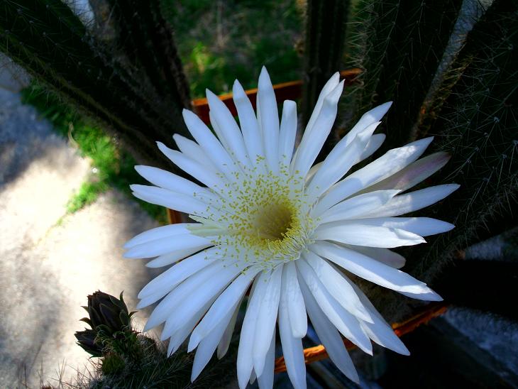 [Foto de planta, jardin, jardineria]