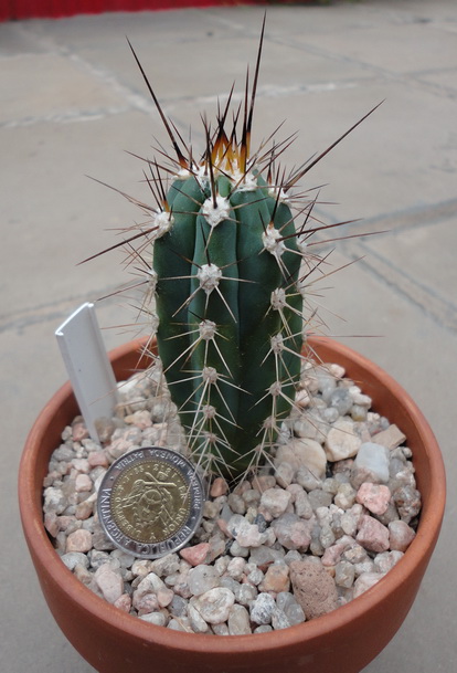 [Foto de planta, jardin, jardineria]