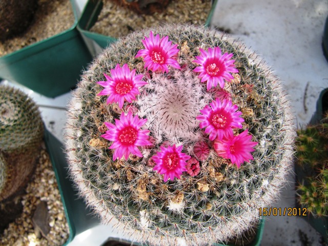 [Foto de planta, jardin, jardineria]