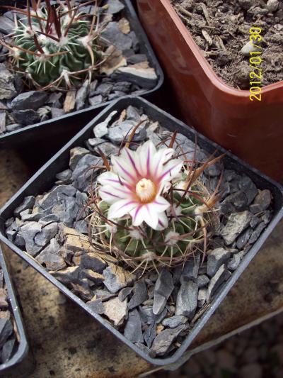 [Foto de planta, jardin, jardineria]