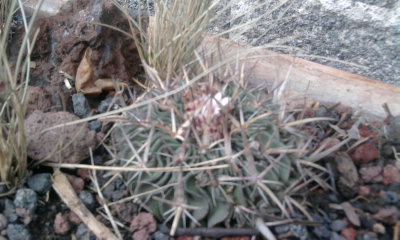 [Foto de planta, jardin, jardineria]