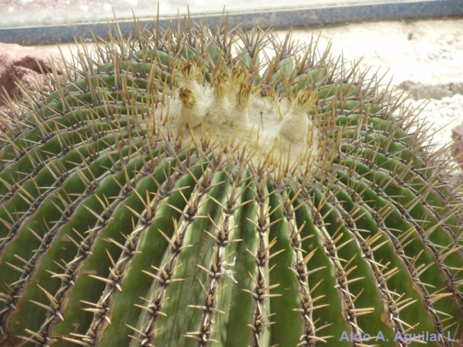 [Foto de planta, jardin, jardineria]