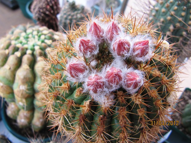 [Foto de planta, jardin, jardineria]