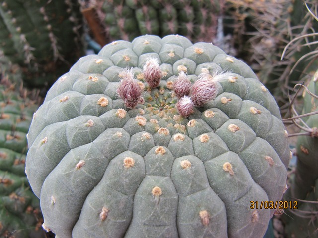 [Foto de planta, jardin, jardineria]