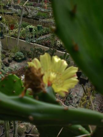 [Foto de planta, jardin, jardineria]