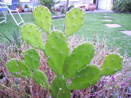 [Foto de planta, jardin, jardineria]