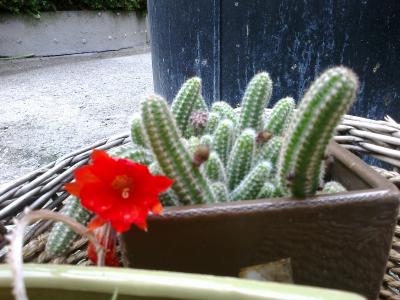 [Foto de planta, jardin, jardineria]