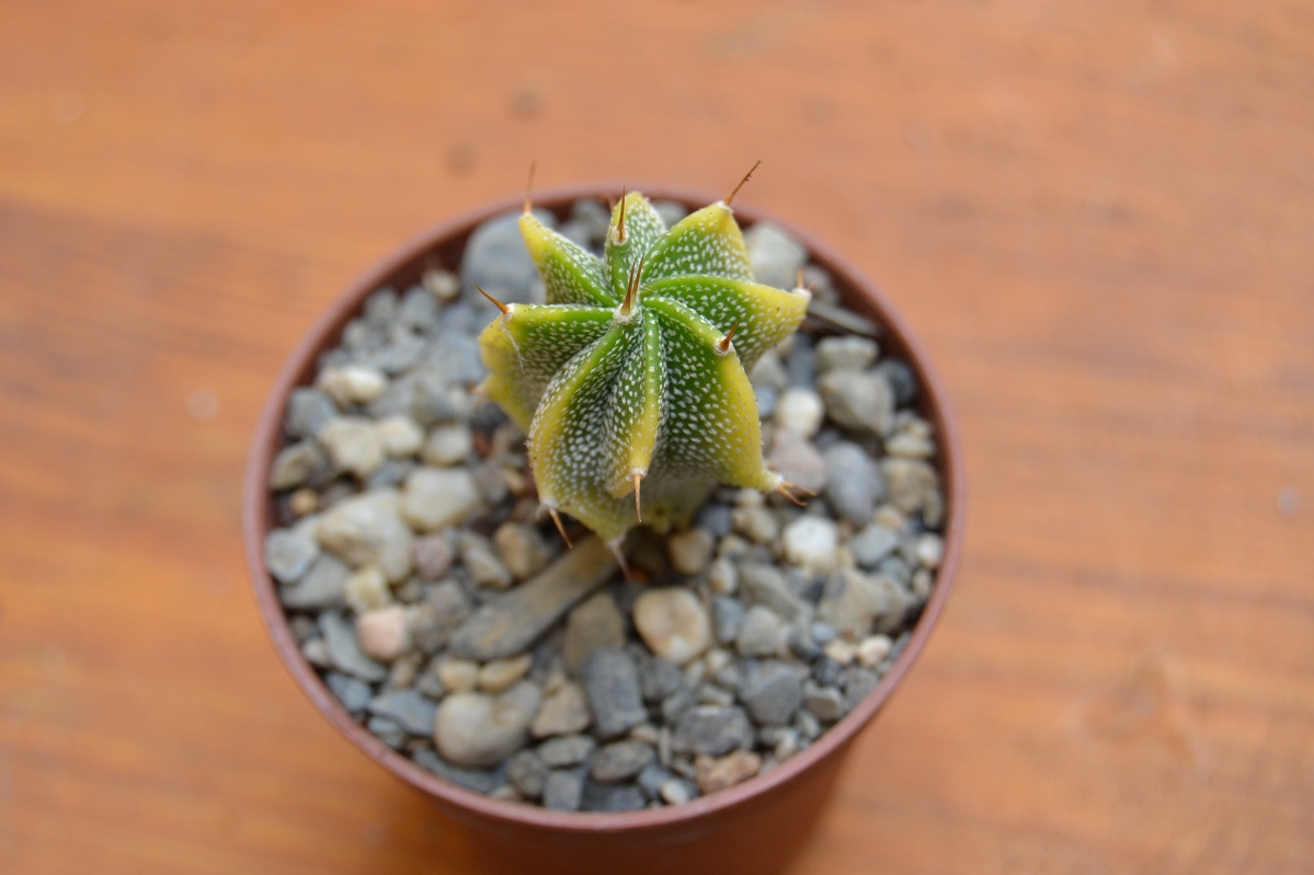 [Foto de planta, jardin, jardineria]