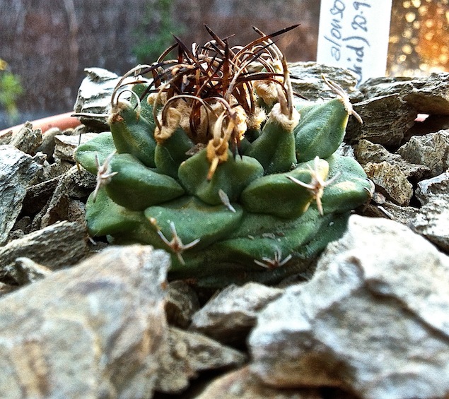 [Foto de planta, jardin, jardineria]