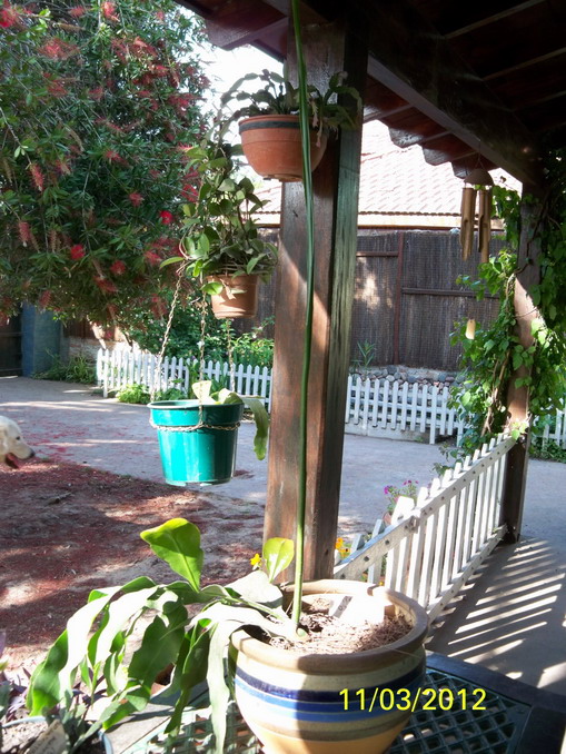 [Foto de planta, jardin, jardineria]