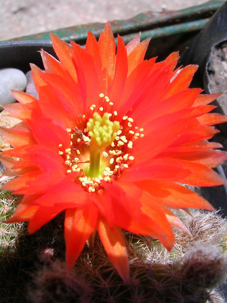 [Foto de planta, jardin, jardineria]