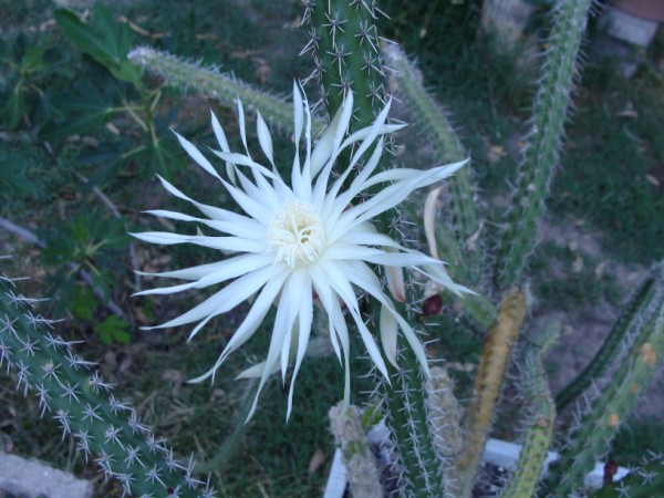 [Foto de planta, jardin, jardineria]