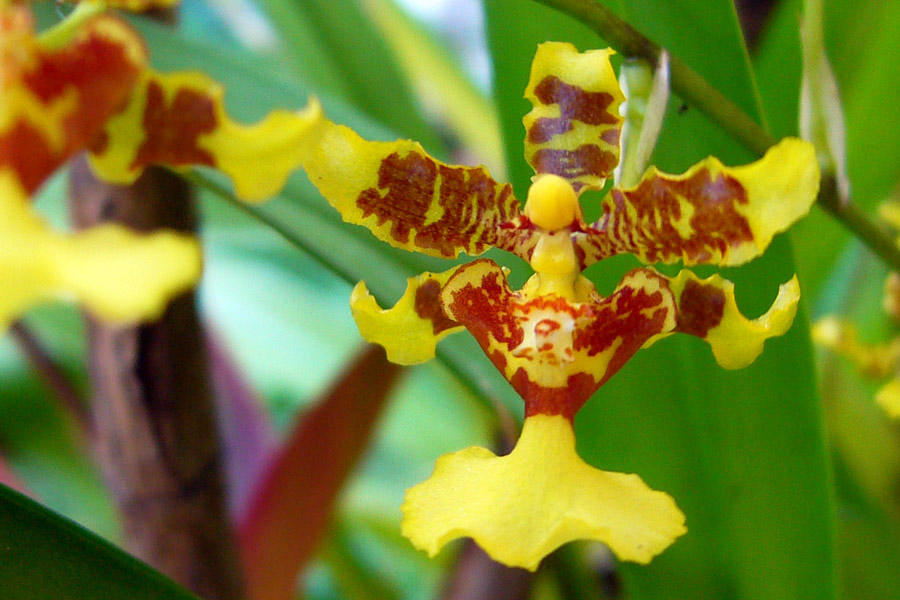 [Foto de planta, jardin, jardineria]