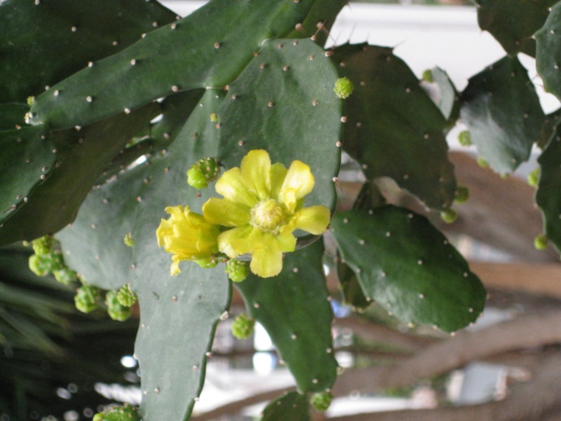 [Foto de planta, jardin, jardineria]