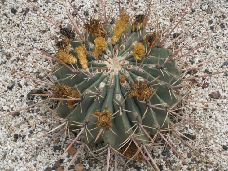 [Foto de planta, jardin, jardineria]