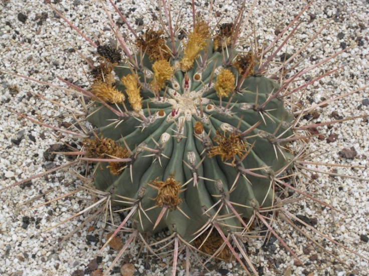 [Foto de planta, jardin, jardineria]