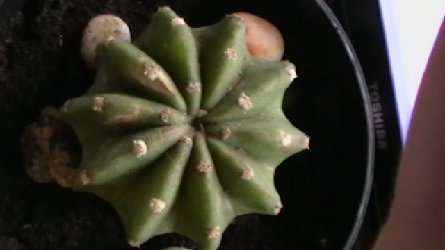 [Foto de planta, jardin, jardineria]