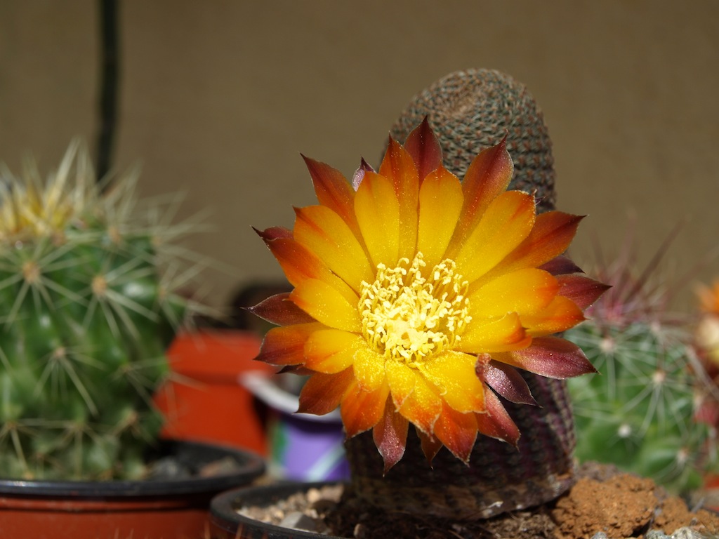 [Foto de planta, jardin, jardineria]