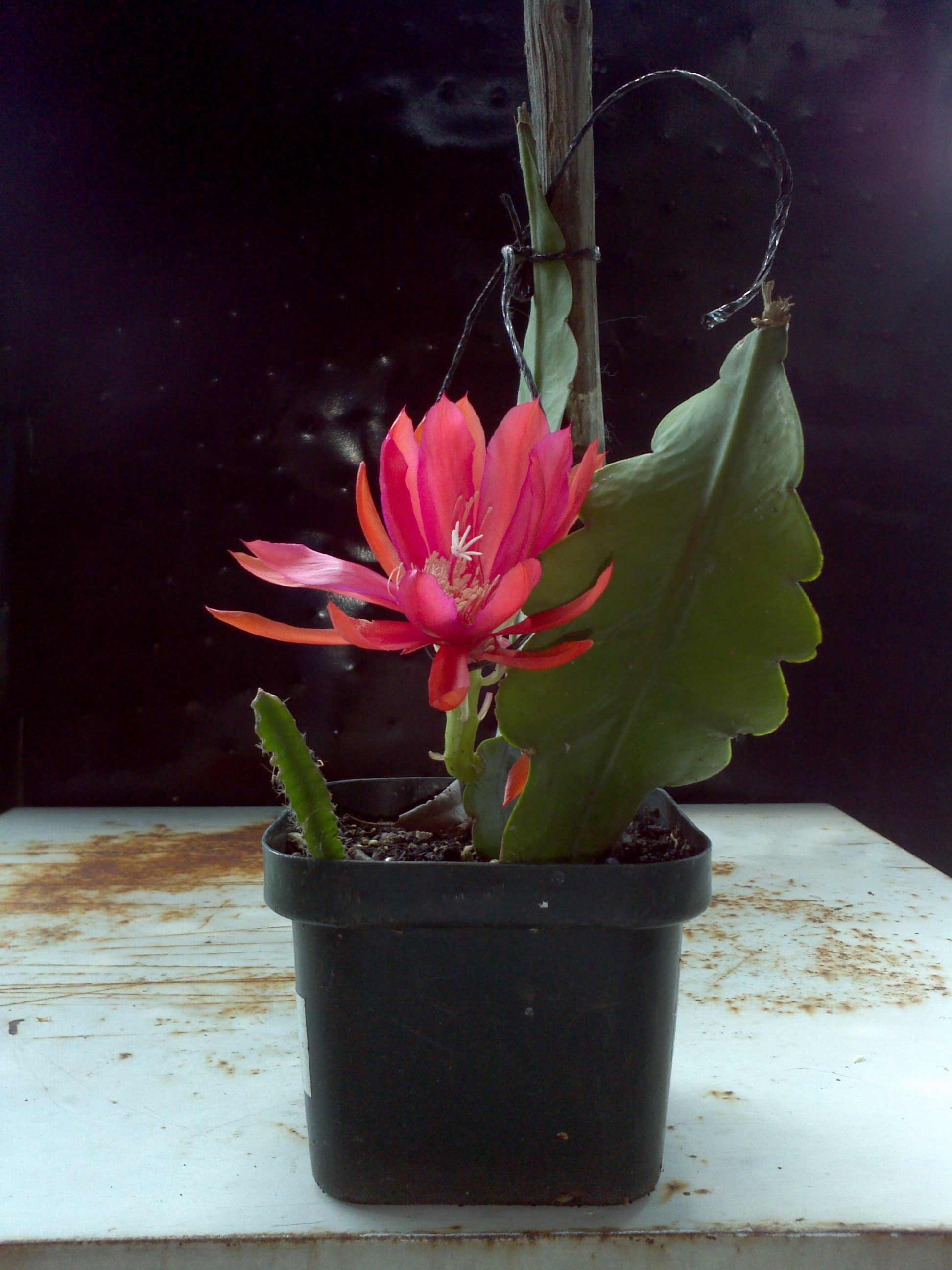 [Foto de planta, jardin, jardineria]