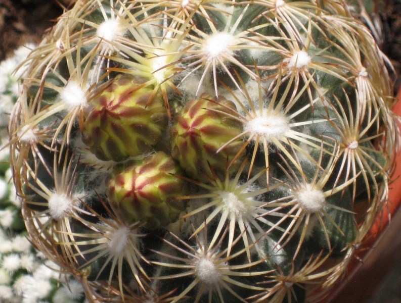 [Foto de planta, jardin, jardineria]