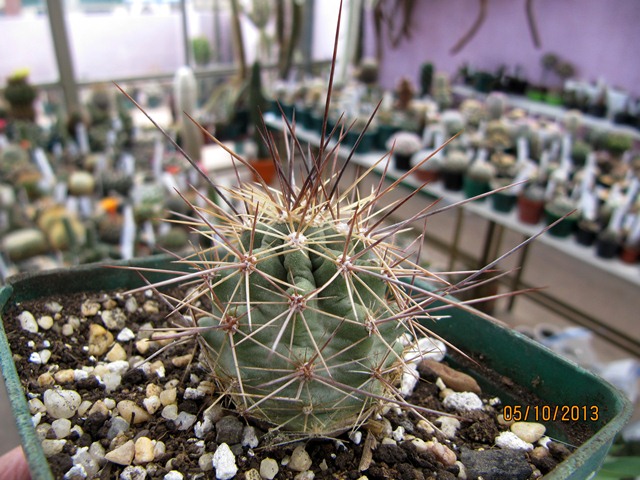 [Foto de planta, jardin, jardineria]