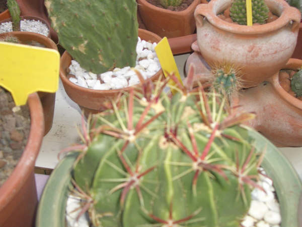 [Foto de planta, jardin, jardineria]