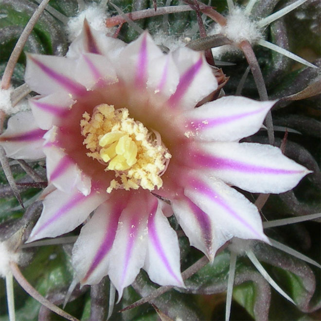 [Foto de planta, jardin, jardineria]