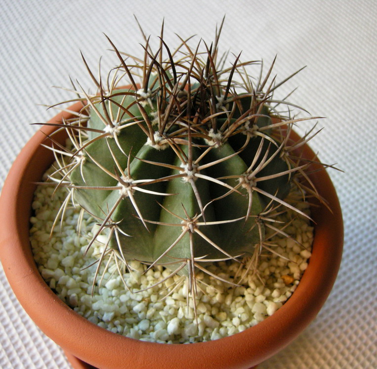 [Foto de planta, jardin, jardineria]