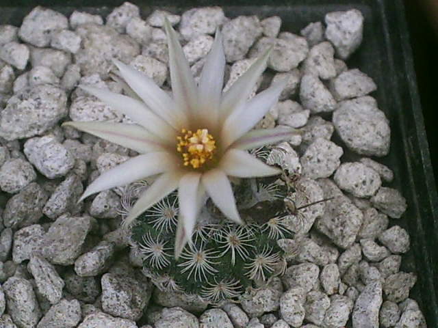 [Foto de planta, jardin, jardineria]