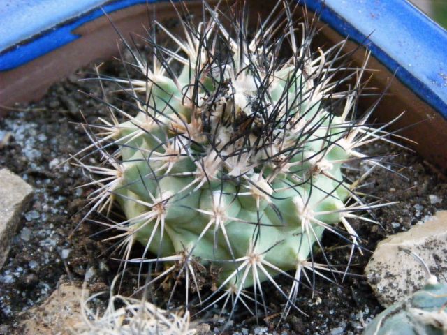 [Foto de planta, jardin, jardineria]